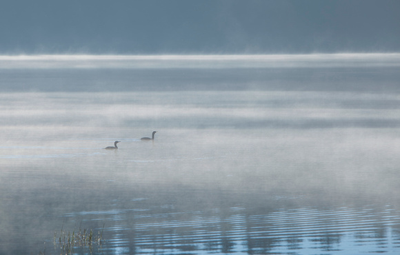 Cormorants in the Mist