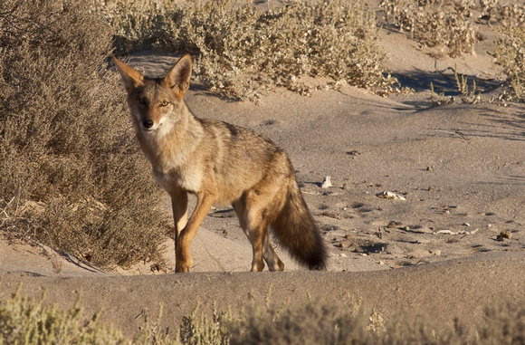 Mexican Coyote