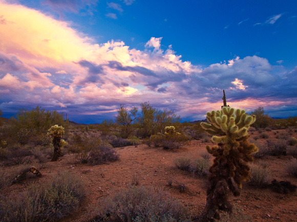 Sonoran Desert Display